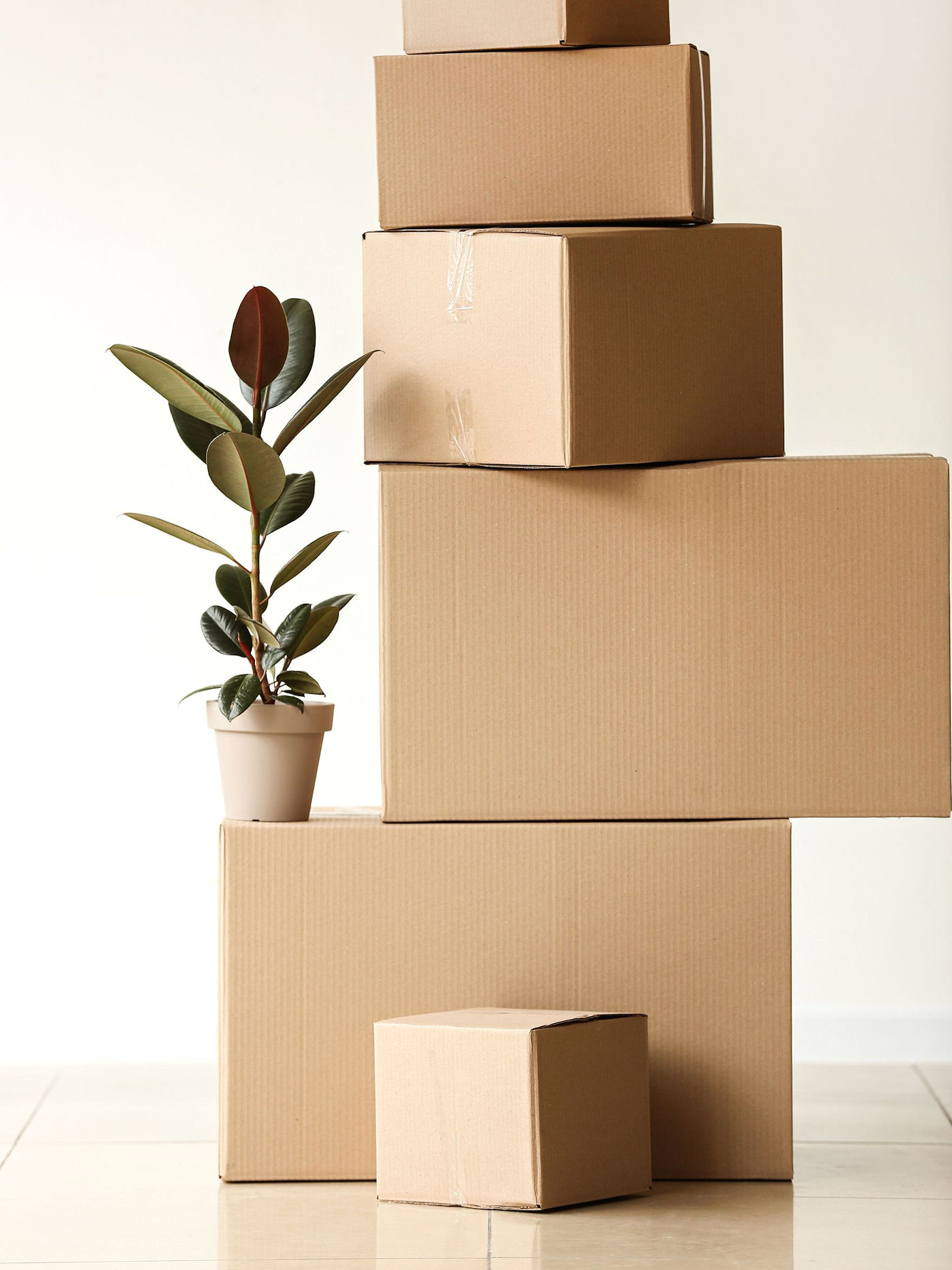 Moving Tips for Plants & Other Moving Issues- 903 Moving Company - North Texas based in Sherman Texas