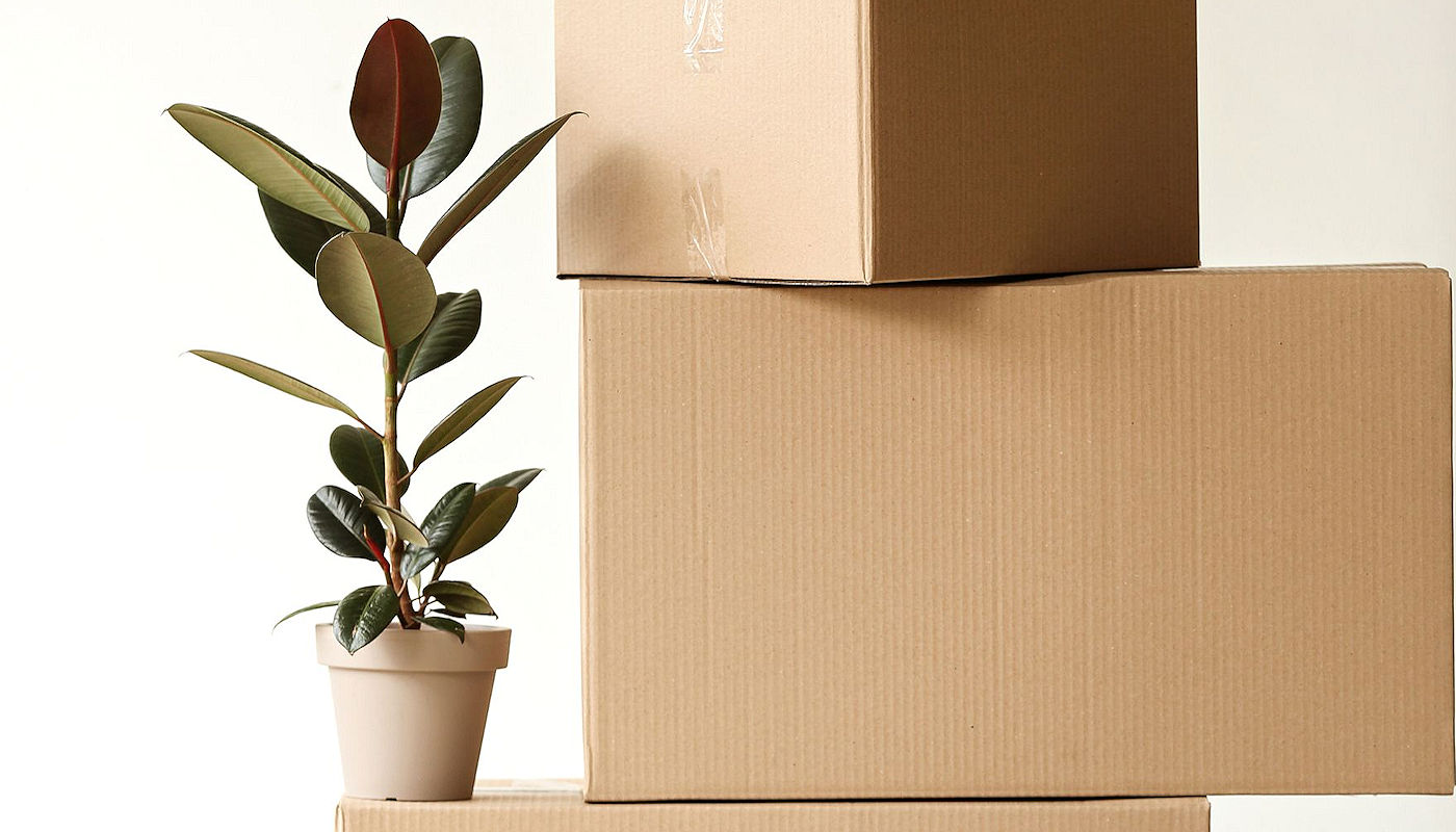 Moving Tips for Plants & Other Moving Issues- 903 Moving Company - North Texas based in Sherman Texas